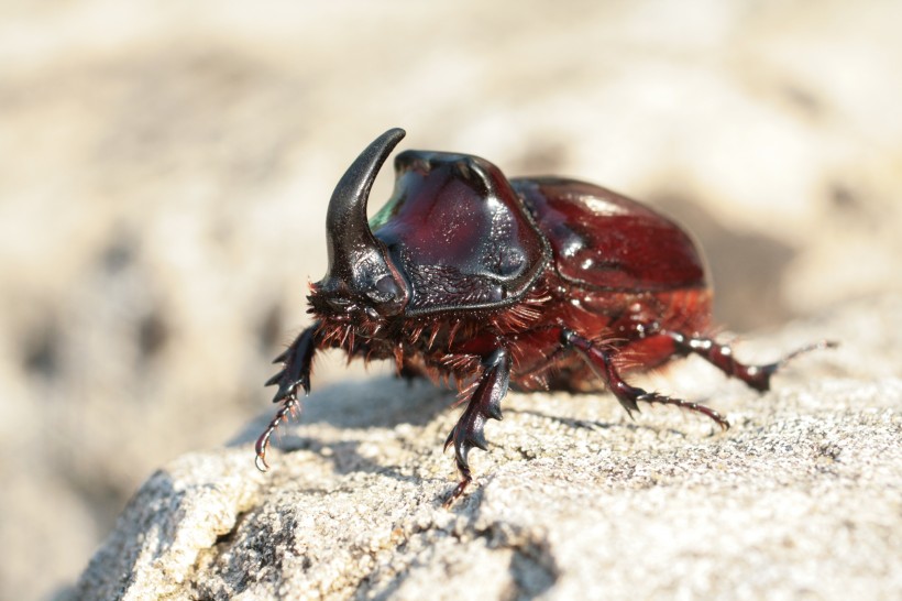 力大惊人的犀牛甲虫图片(15张)