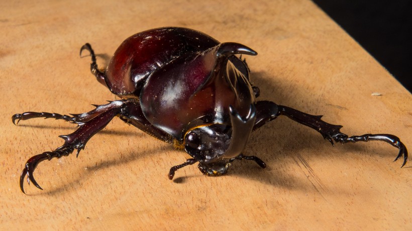 力大惊人的犀牛甲虫图片(15张)