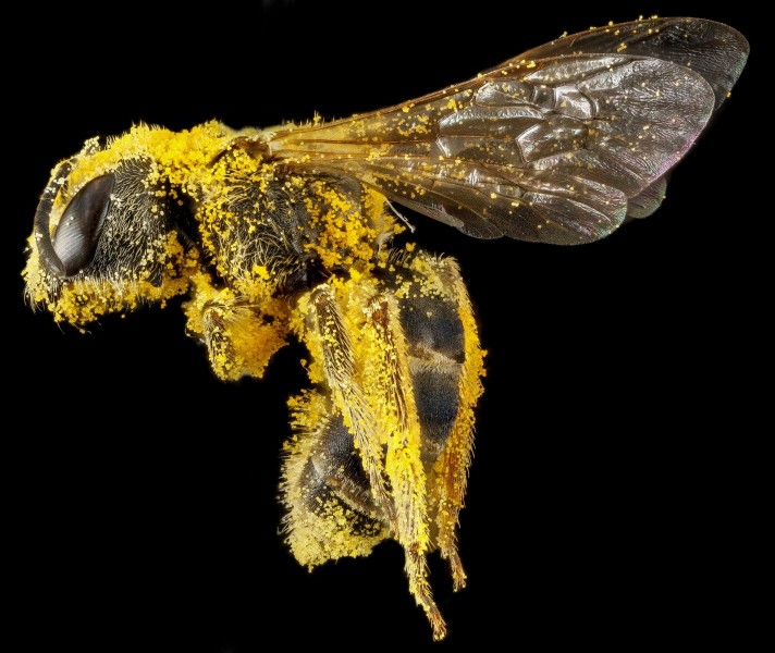 蜜蜂图片(16张)