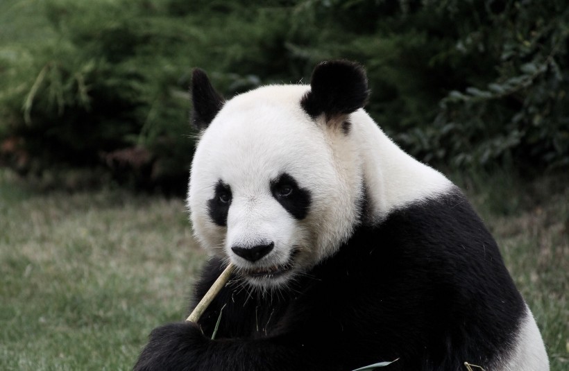 熊猫图片(17张)