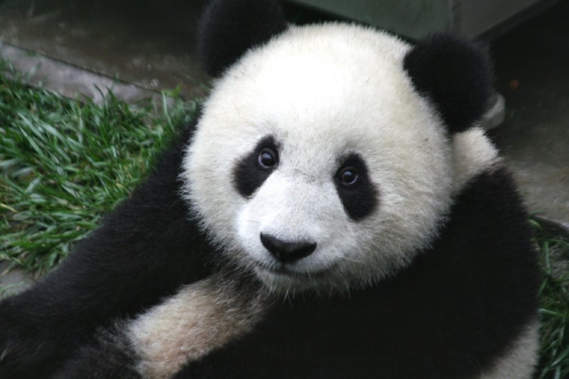 可爱的熊猫图片(14张)