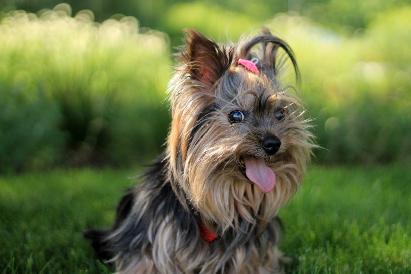 毛绒绒的西施犬图片(10张)