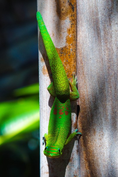 颜色鲜艳的蜥蜴图片(17张)