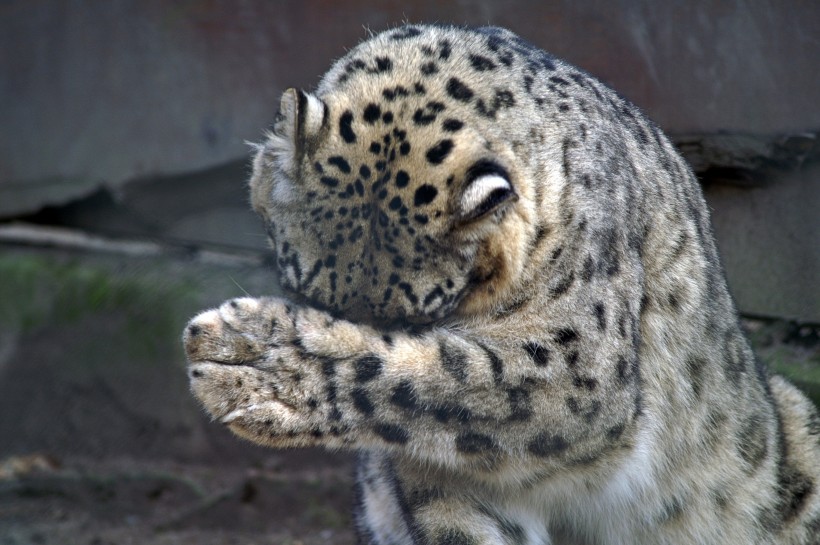 优雅矫健的雪豹图片(15张)