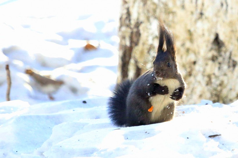 雪地里的松鼠图片(5张)
