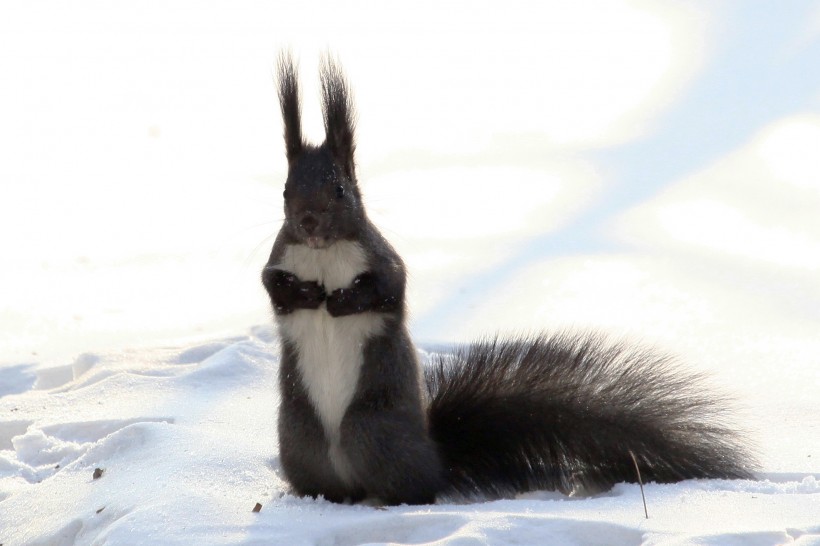 雪地里的松鼠图片(5张)