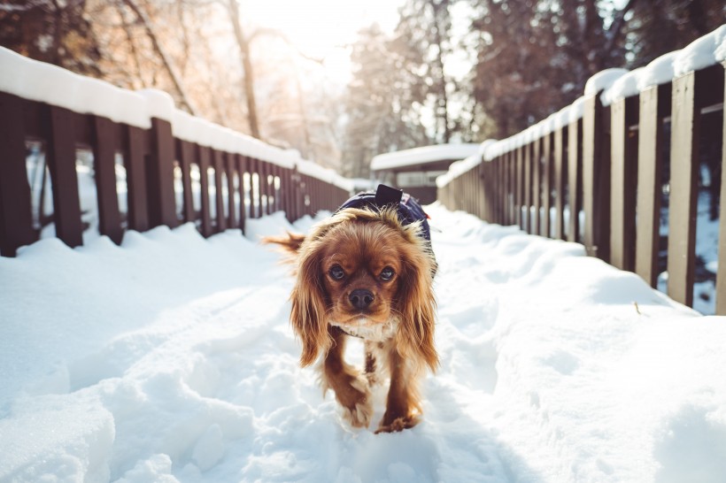 雪地里的宠物狗图片(14张)