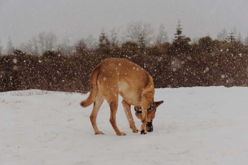 雪地里的宠物狗图片(14张)