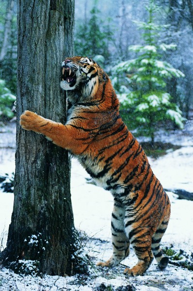 雪地里的老虎图片(6张)