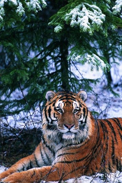 雪地里的老虎图片(6张)
