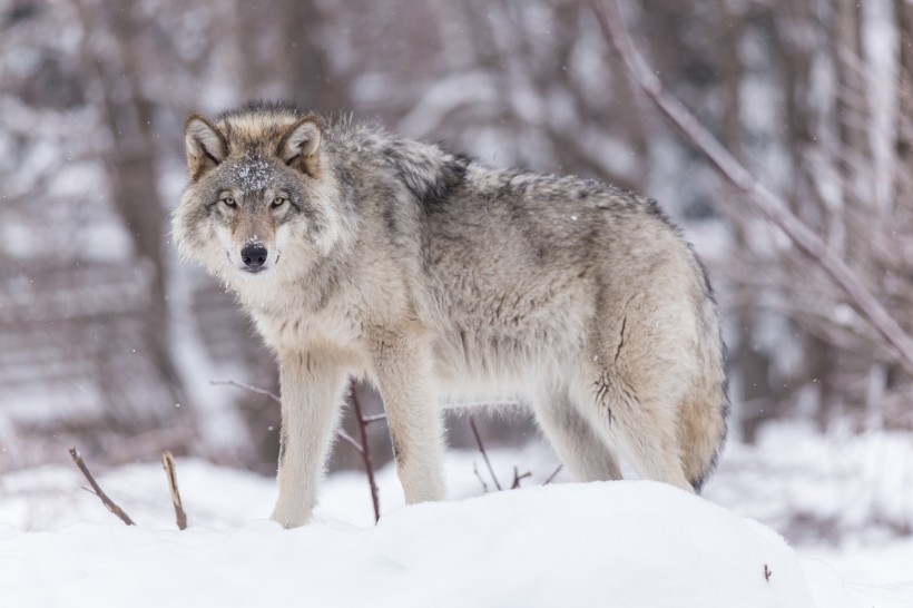 雪地里的狼图片(9张)