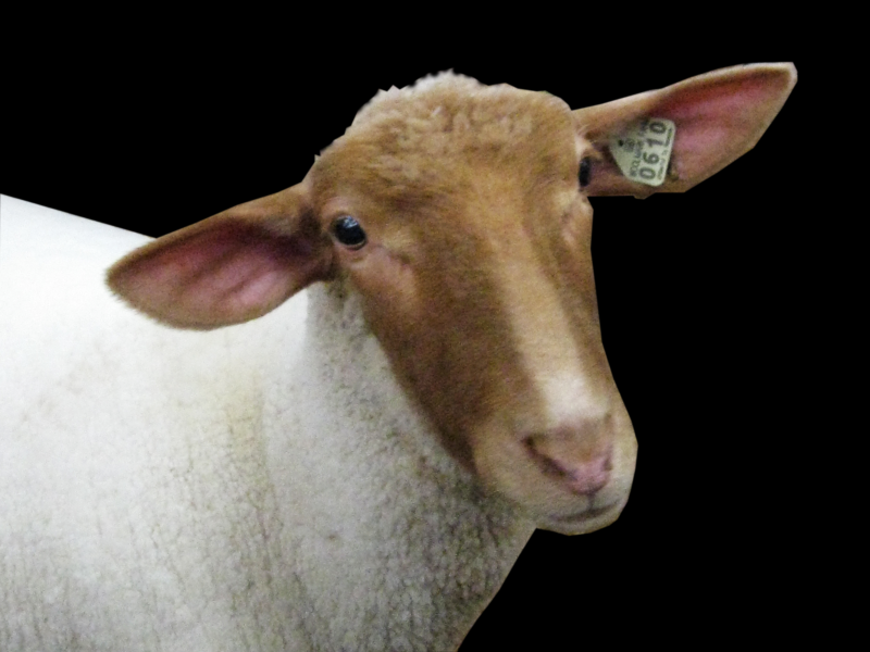 羊族透明背景PNG图片(15张)