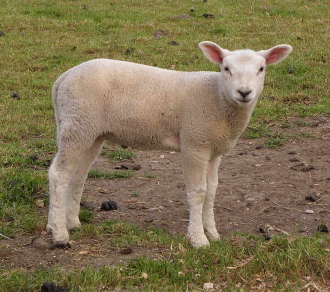 温顺的小羊图片(31张)