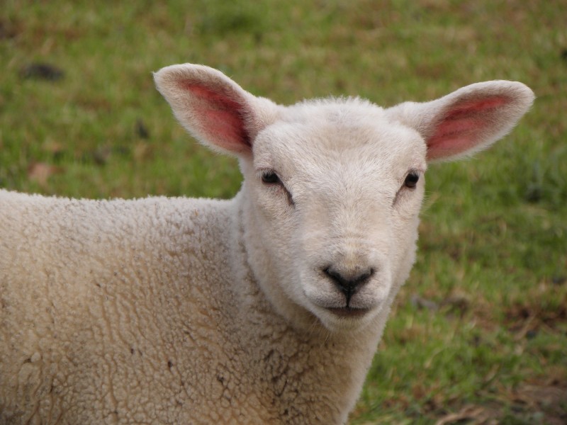 温顺的小羊图片(31张)