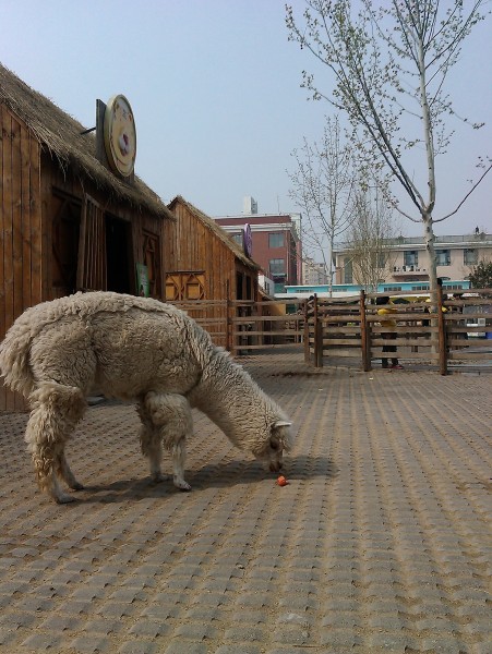 动物园里的羊驼图片(10张)