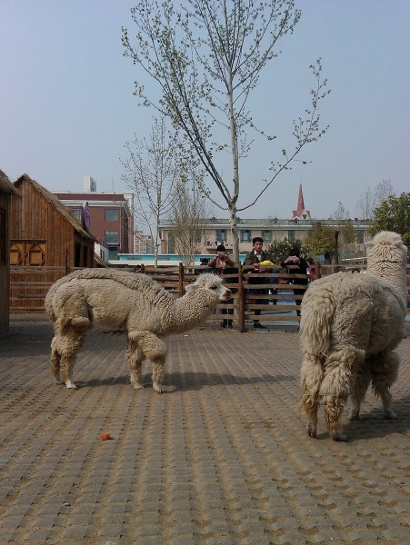 羊驼草泥马图片(8张)