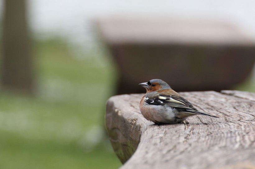 小型鸟类——燕雀图片(15张)