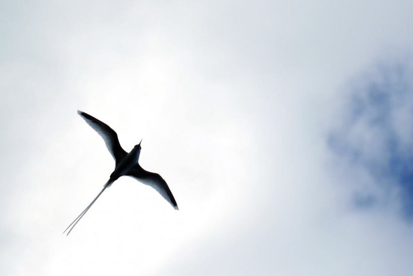 黑色可爱的燕子图片(12张)