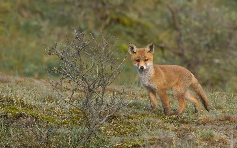 遥望远方的狐狸图片(16张)