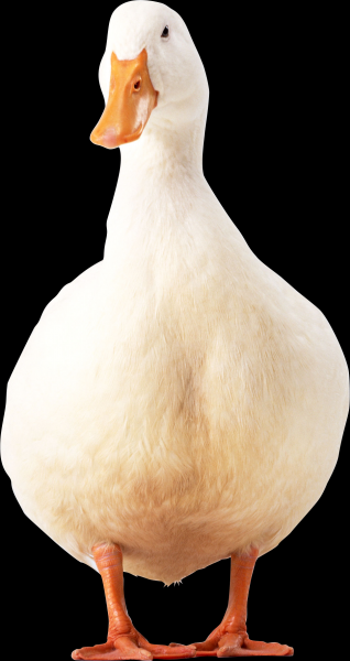 鸭子透明背景PNG图片(16张)