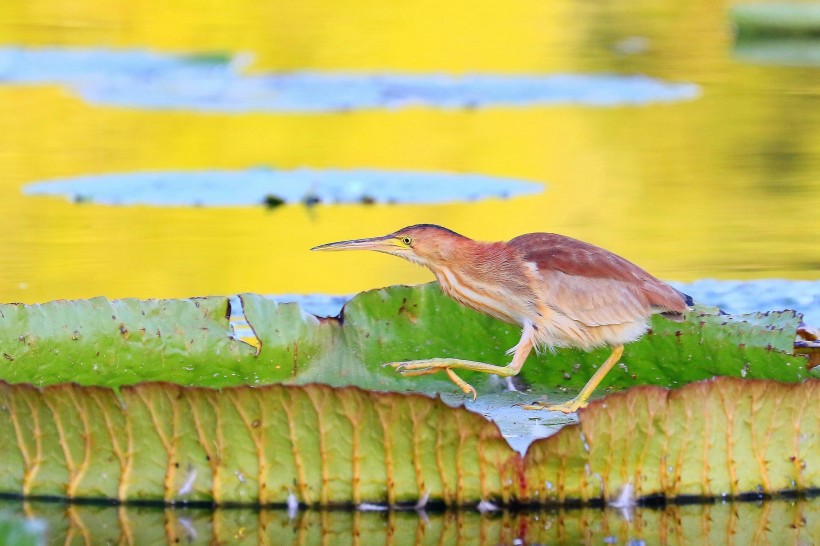 黄苇鳽幼鸟图片(11张)