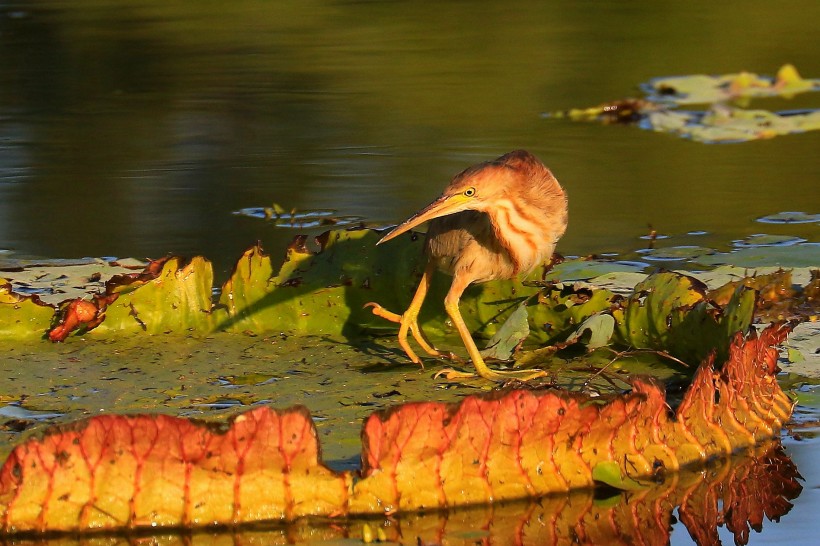 黄苇鳽幼鸟图片(11张)