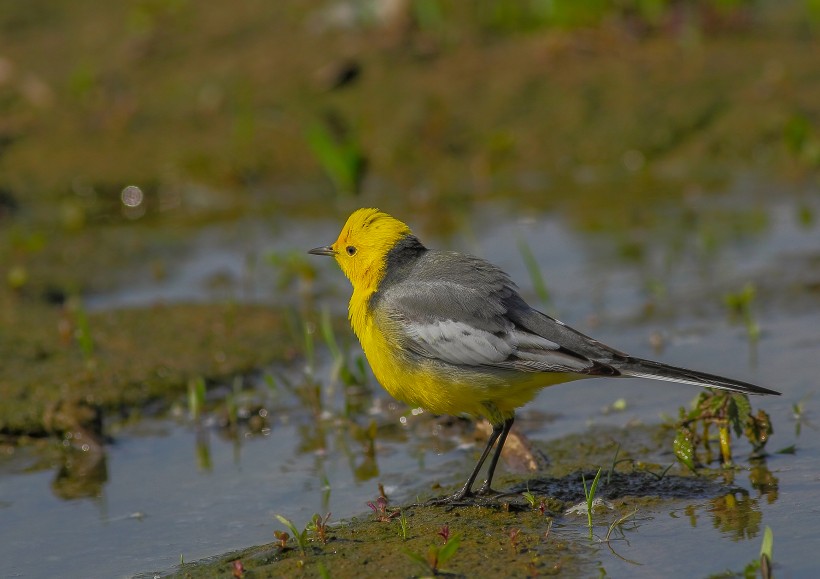 黄头鹡鸰鸟类图片(14张)