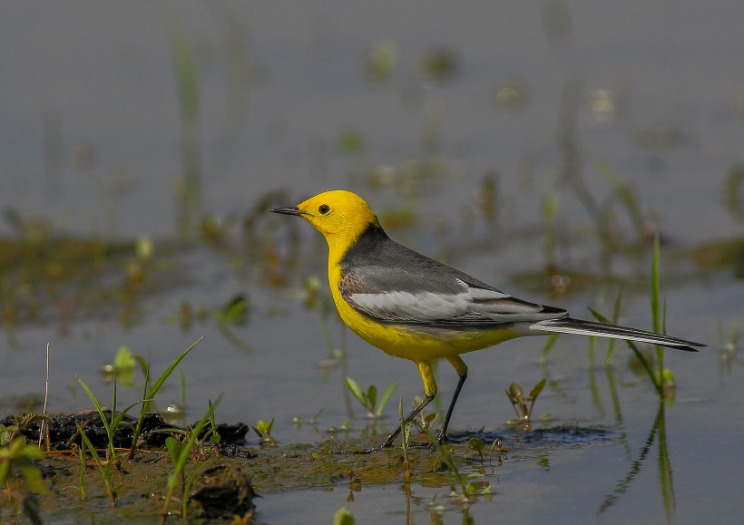 黄头鹡鸰鸟类图片(14张)