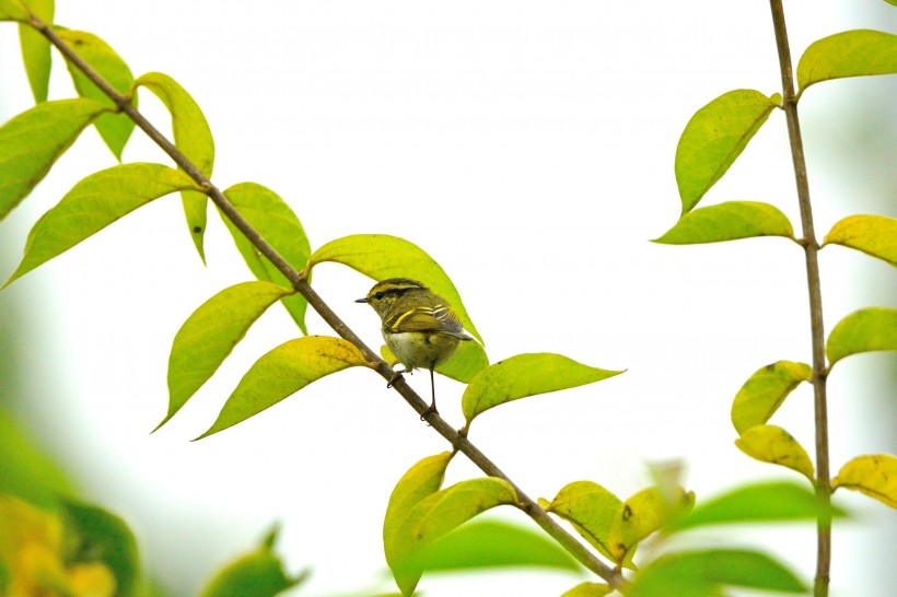 黄腰柳莺鸟类图片(5张)