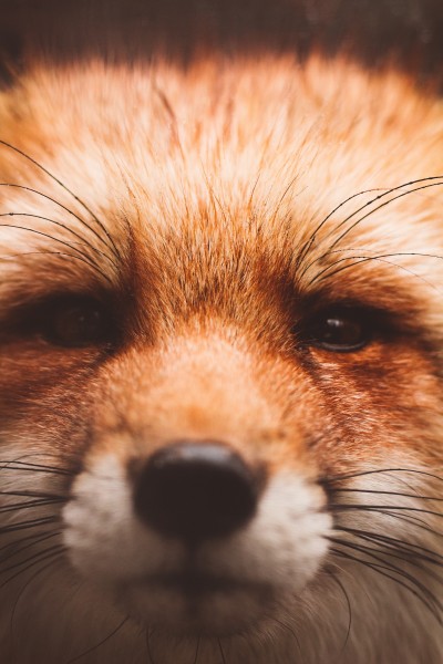 可爱的野生狐狸图片(6张)