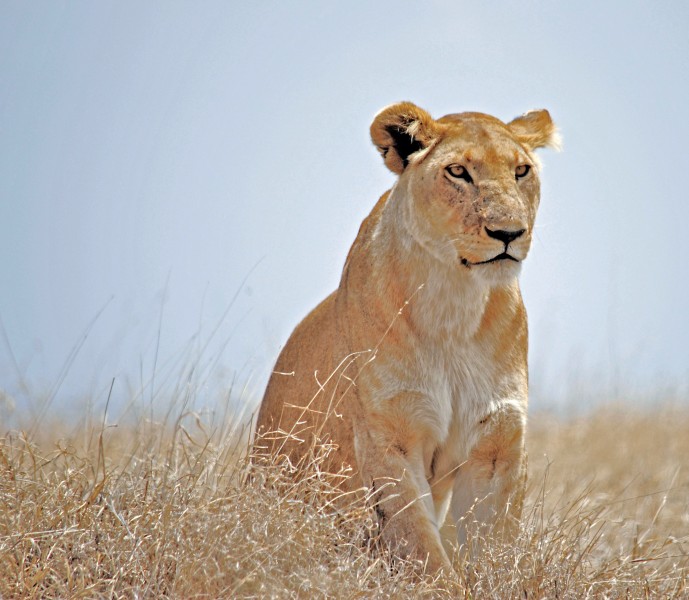 凶猛的野生母狮子图片(12张)