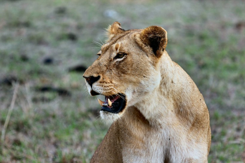 凶猛的野生母狮子图片(12张)
