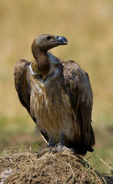 野外秃鹫图片(9张)