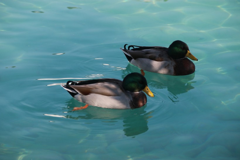 水中游泳的野鸭图片(10张)