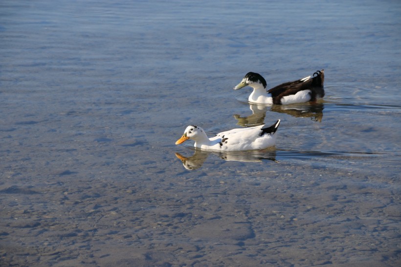 水中游泳的野鸭图片(10张)