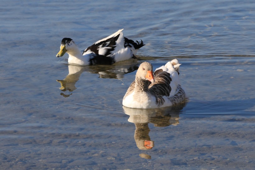 池塘里的野鸭图片(6张)