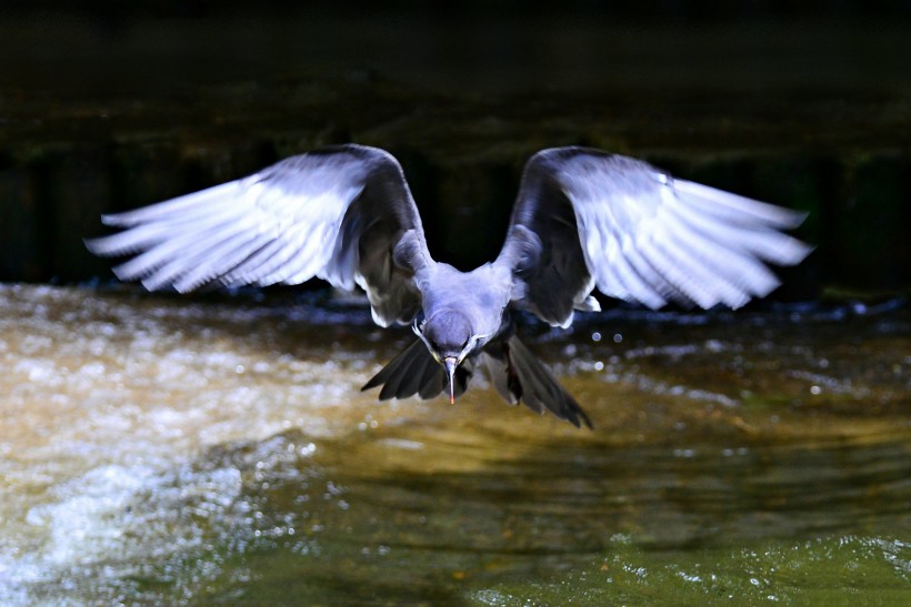 白色胡子的印加燕鸥图片(16张)