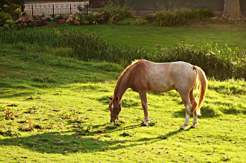 一匹正在草地上吃草的马图片(10张)
