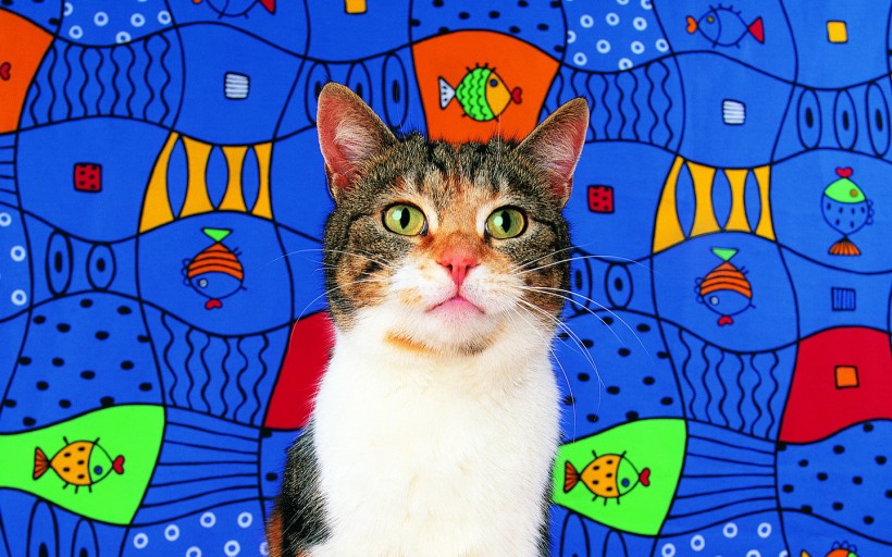 艺术猫咪图片(25张)