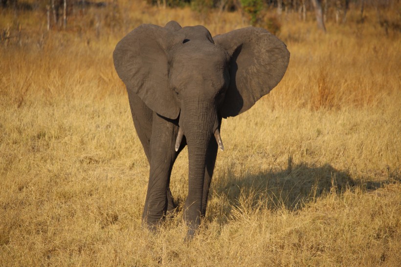 一头行走的大象图片(9张)