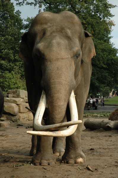 一头野生大象图片(16张)