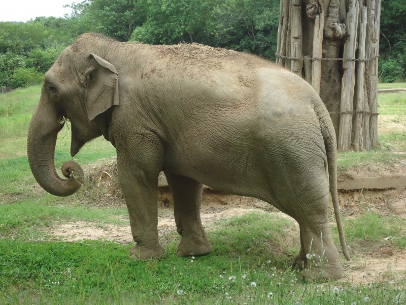 一头野生大象图片(16张)