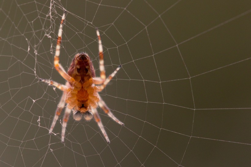 一只蜘蛛高清图片(14张)