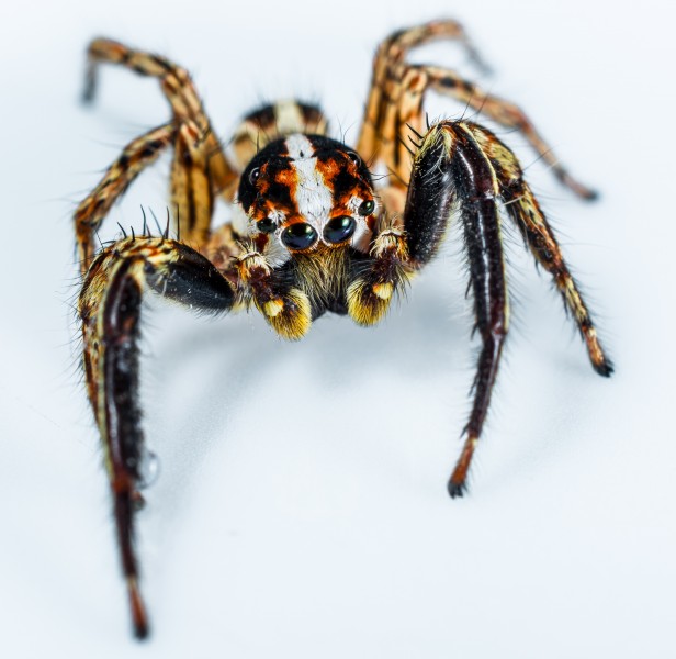 一只蜘蛛高清图片(11张)
