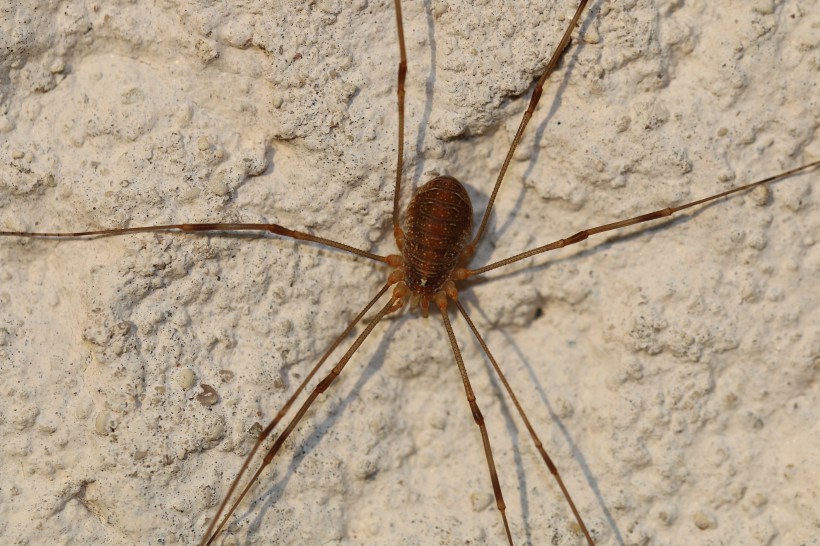 一只蜘蛛高清图片(14张)