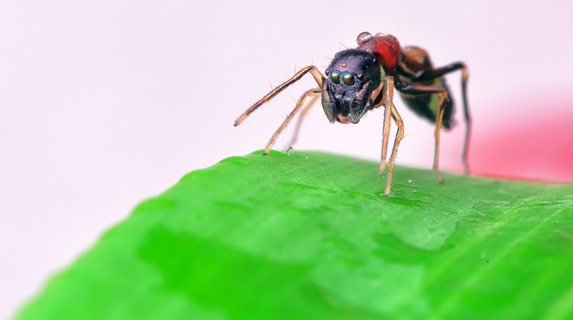 形态怪异的蚁蛛图片(5张)
