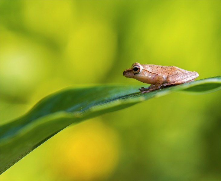 慵懒的树蛙图片(9张)