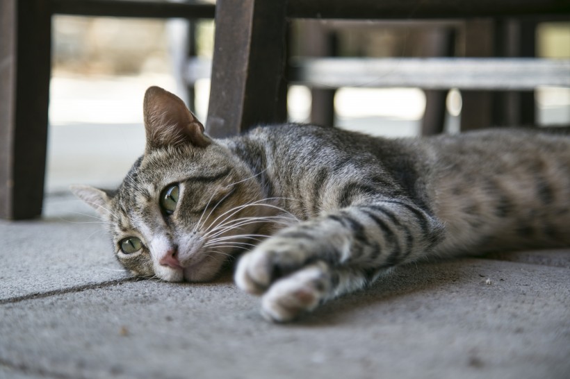 慵懒的猫咪图片(10张)