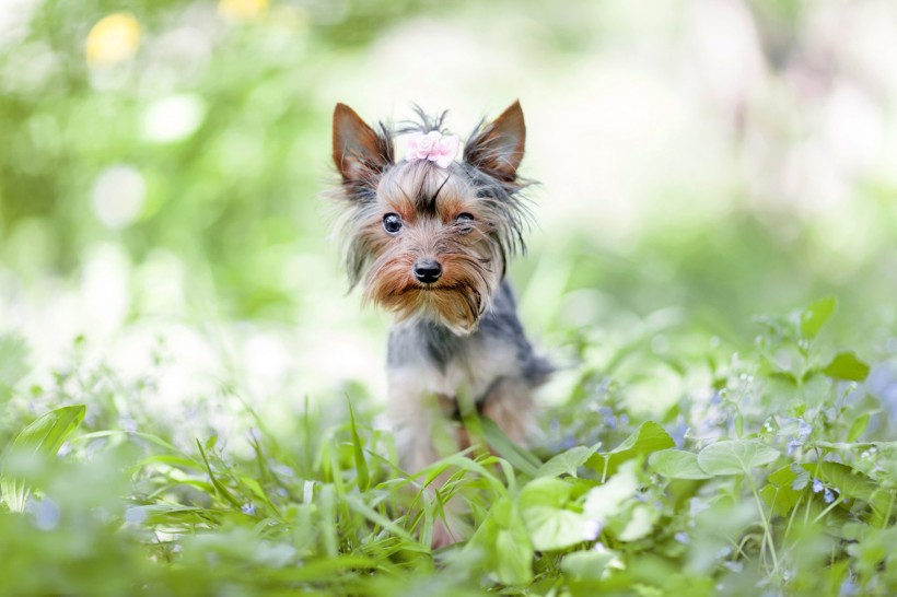 约克夏梗犬图片(10张)