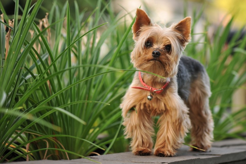 约克夏梗犬图片(10张)